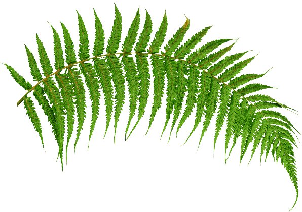 png-transparent-fern-leaf-terrestrial-plant-vegetation-vascular-plant-ostrich-fern-ferns-and-horsetails-tree-removebg-preview